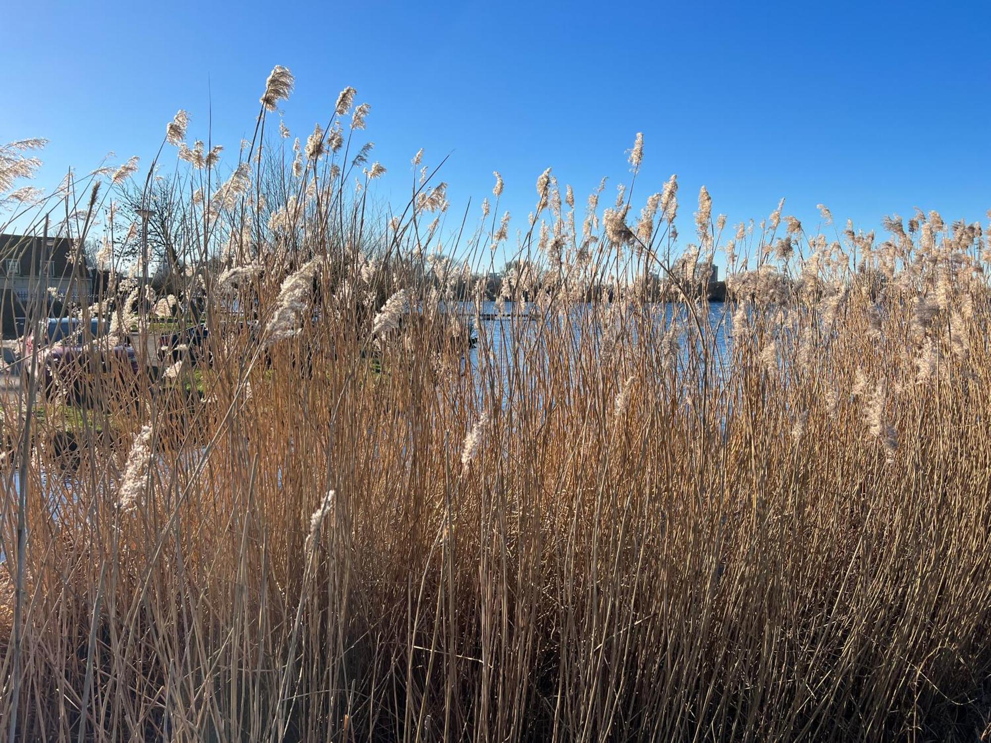 De Witte Dame Apartman Zierikzee Kültér fotó